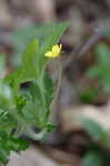 Common cinquefoil